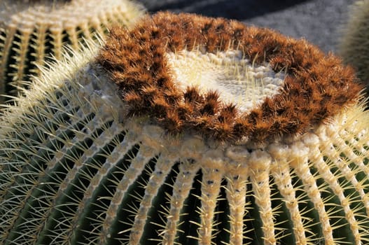 cacti in the open land