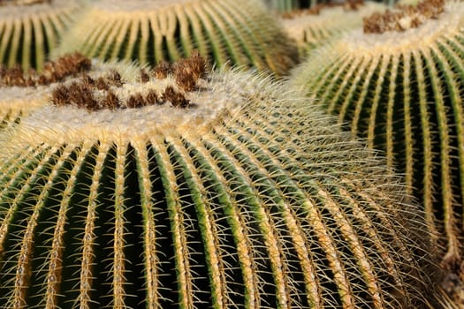 cacti in the open land