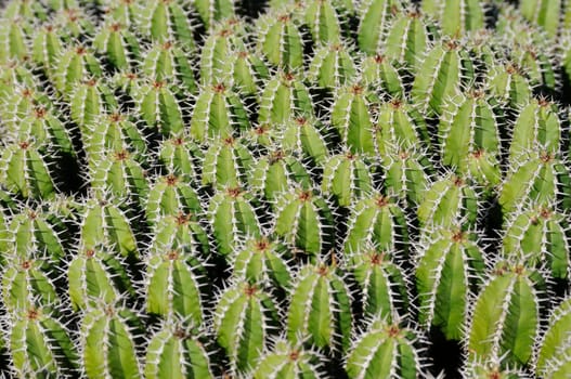 cacti in the open land