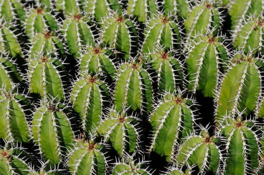 cacti in the open land
