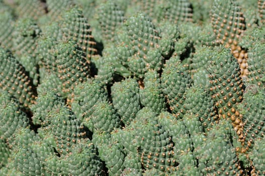 cacti in the open land