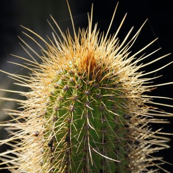 cacti in the open land