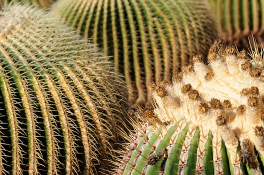 cacti in the open land