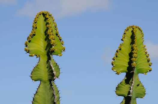 cacti in the open land