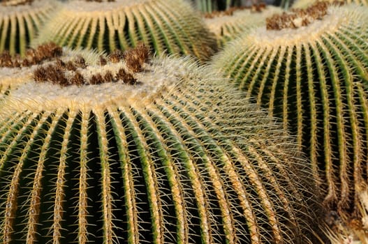 cacti in the open land