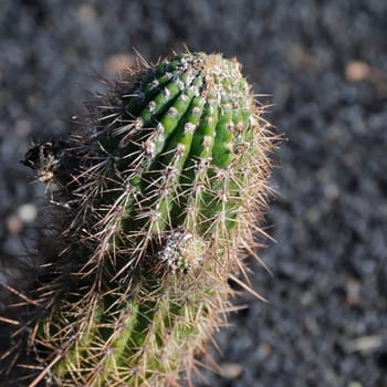 cacti in the open land
