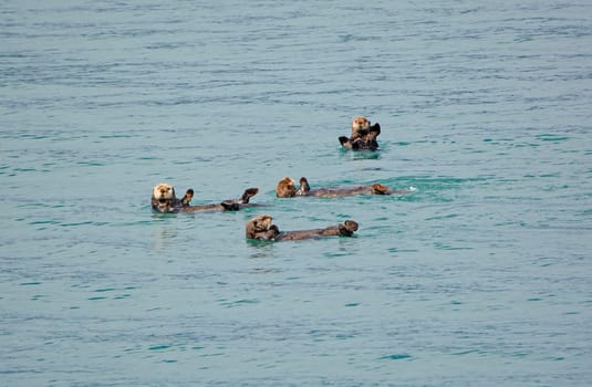 Sea Otters Playing in the Ocean in Prince William Sound in Alaska