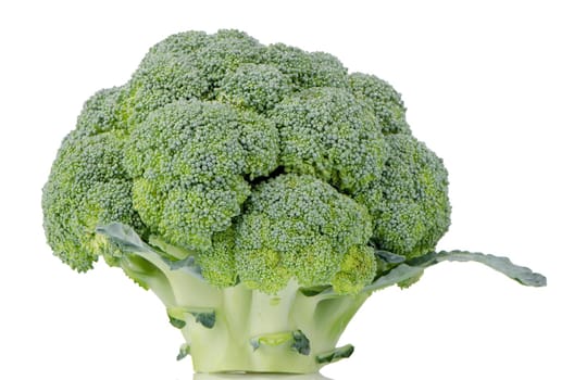 Broccoli isolated on a white background.