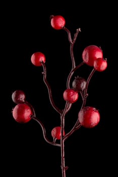 Red Christmas decoration branches on black background.