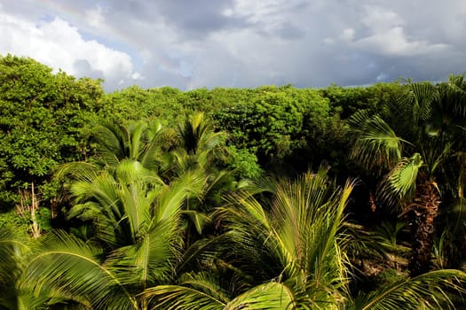 beautiful lush tropical jungle at Yucatan, Mexico