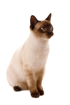 young cat looking right. On a white background