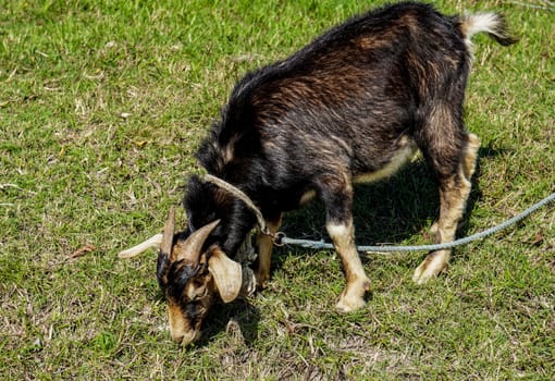 Tethered farm animal goat graze the green grass