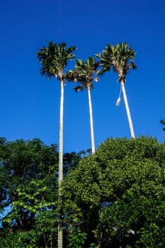 Great Palm Trees with a wonderful blue Sky