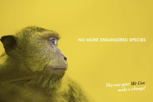 Wildlife conservation colorful yellow design with wild monkey face portrait photography and endangered species awareness text, new year change.    .