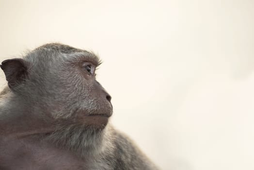 Wild monkey face profile portrait looking at distance with sky background. Wildlife conservation and animal rights campaign.