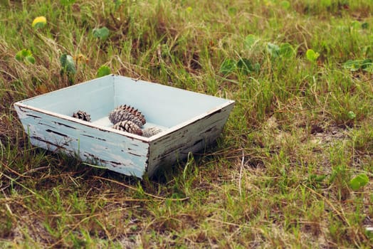 Seasonal concept composition, vintage grunge wood box with pine cones on green grass field.