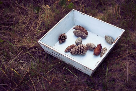 Vintage winter concept composition, grunge wood box with pine cones on wild forest grass.