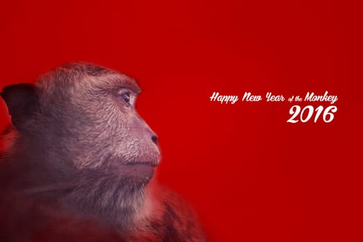 Chinese new year of the monkey design with wild ape photography and text, red color background.