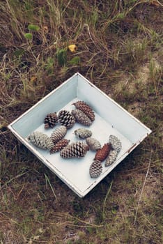 Top view of retro grunge box with pine cones on wild grass. Vintage winter time concept composition.