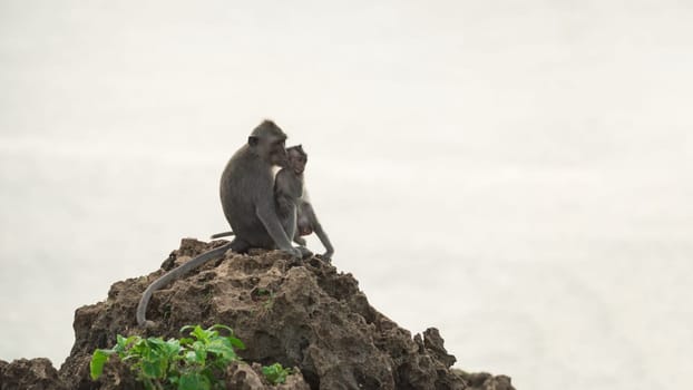Wild monkey holding baby ape while sitting on rock in their natural habitat with sky background.