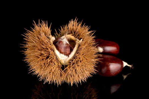 Closeup of chestnuts on a black reflective background.