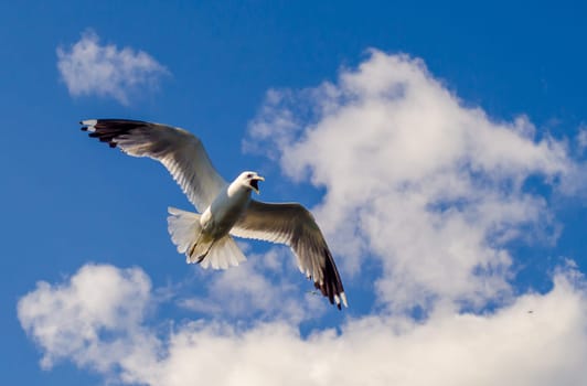 Seagull in the sky on a clear Sunny day