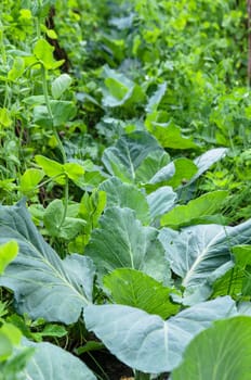 A variety of plants and vegetables grown in the garden, close up