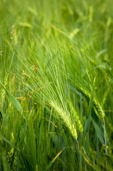 young wheat on farm land
