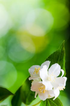 Beautiful flowers of a jasmin, close up. Summer  background