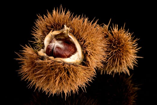 Closeup of chestnuts on a black reflective background.