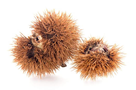 Chestnuts with shell isolated on white background.