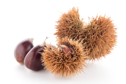 Chestnuts with shell isolated on white background.