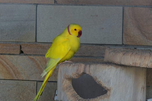 Yellow parrot with a red beak..
