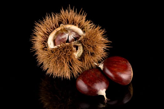 Closeup of chestnuts on a black reflective background.