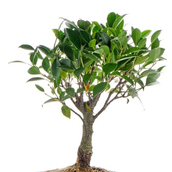 Chinese green bonsai tree Isolated on white background