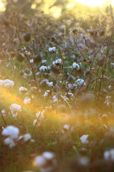 collecting cotton from field at sunset