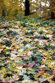 Beautiful yellow and red leaves on an autumn bush