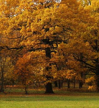 Beautiful yellow and red leaves on an autumn bush