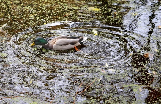 duck swims in the pond among the autumn leaves