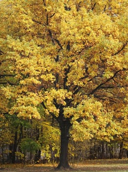 Beautiful yellow and red leaves on an autumn bush