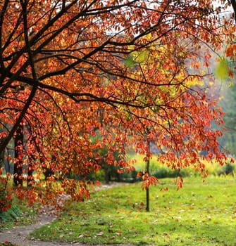 Beautiful yellow and red leaves on an autumn bush