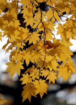 Beautiful yellow and red leaves on an autumn bush