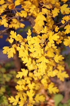 Beautiful yellow and red leaves on an autumn bush