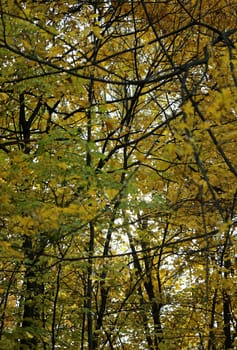 Beautiful yellow and red leaves on an autumn bush