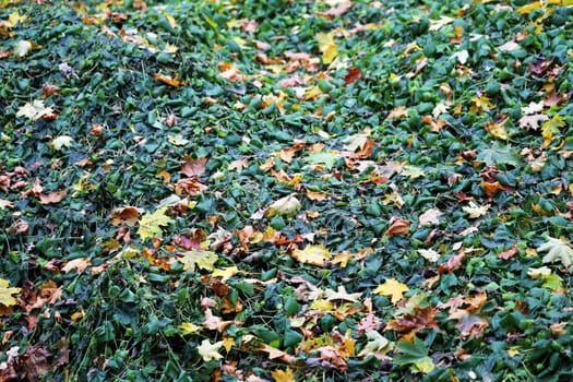 Beautiful yellow and red leaves on an autumn bush