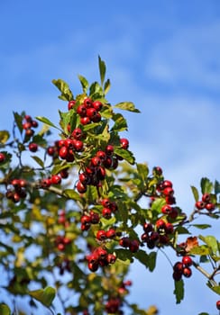 Hawthorn