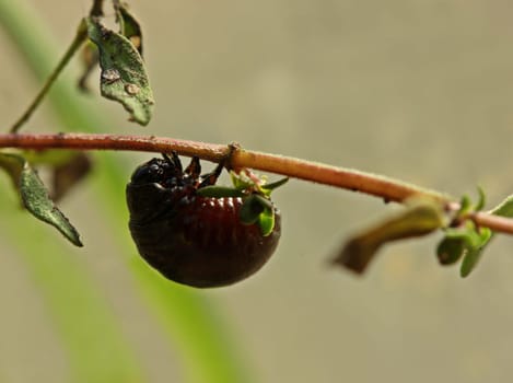 Larva of the rainbow leaf beetle (Chrysolina cerealis) on thyme