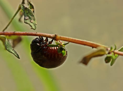 Larva of the rainbow leaf beetle (Chrysolina cerealis) on thyme