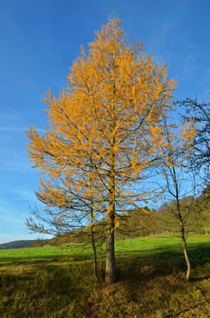 Larch