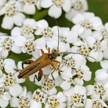 Genuine thigh beetle Oedemera podagrariae